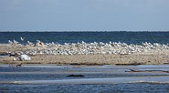 0336_TZ60_P1130745_cr