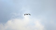 0068a_TZ60_P1130914_cr