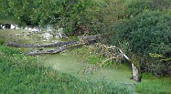 0180a_TZ60_P1130975_cr