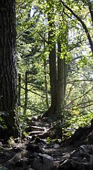 295_TZ60_P1140776_cr