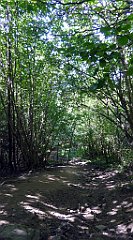 559_TZ60_P1140890_cr