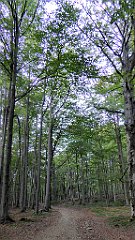 0275_TZ60_P1150481_cr