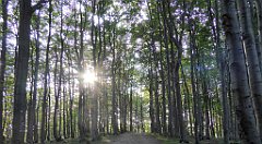 0337_TZ60_P1150537_cr