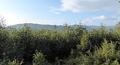 073_TZ60_P1150887_cr