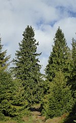 098_TZ60_P1150901_cr