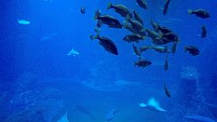 117_A806_IMG_20171210_105649