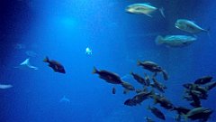 118_A806_IMG_20171210_105654