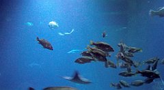 119_A806_IMG_20171210_105656