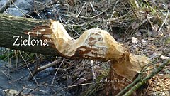 2018_01_26_Zielona
