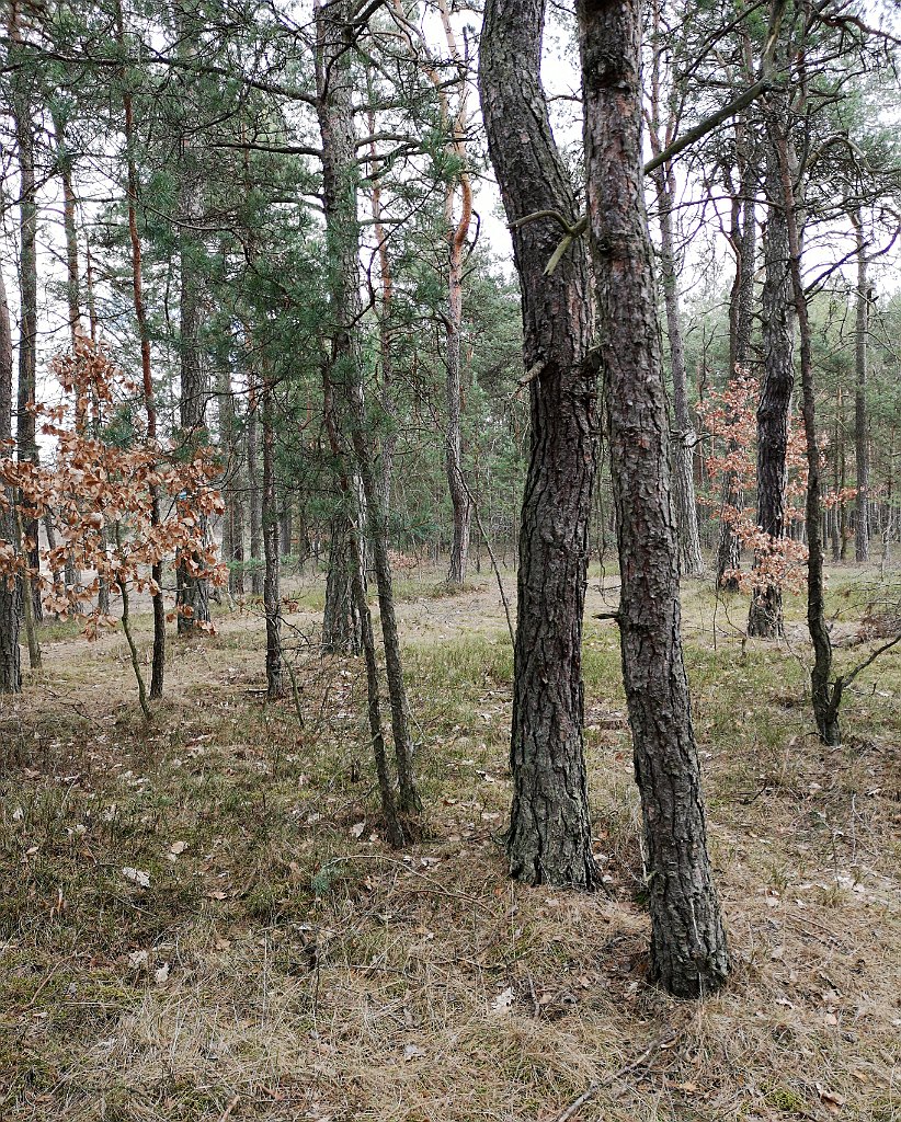 139_p20_IMG_20190320_124451.jpg - rrem