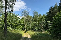 279_iP_190712_IMG_4124