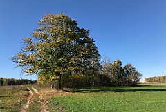 207_iP_191027_IMG_5529