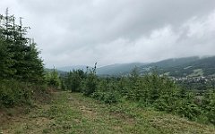 230_iP_20200615_IMG_1121