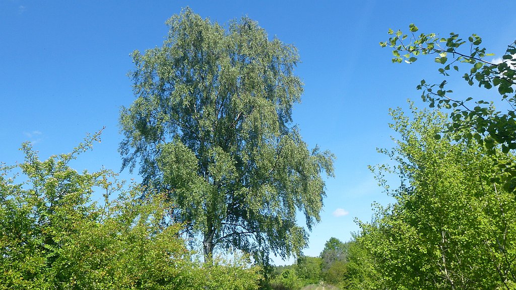 324_3D2_P1370279.JPG