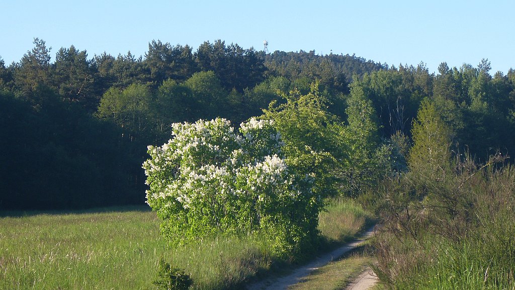 506_3D2_P1370378.JPG
