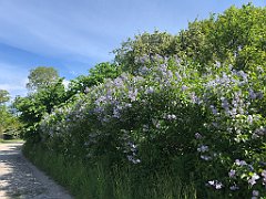 115_iP_210530_IMG_2415